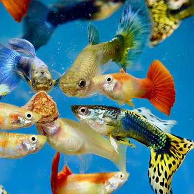 Guppy